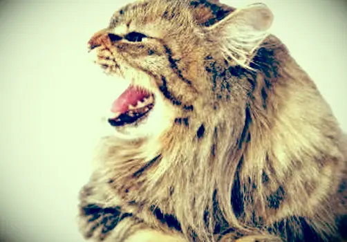 Príznaky besnoty mačiek, ktoré by ste nikdy nemali ignorovať