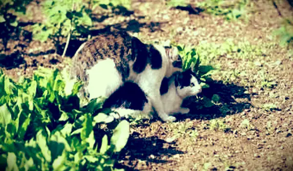 Cosa devi sapere sul comportamento sessuale felino