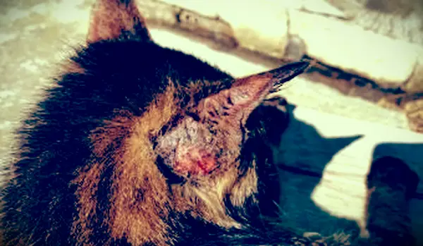 13 causas da perda de cabelo felina