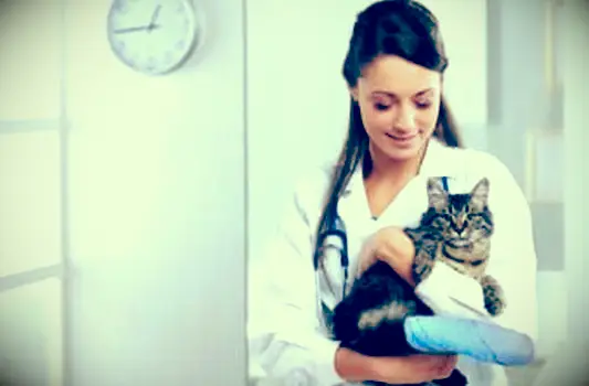 4 Bežné poranenia chvosta mačky