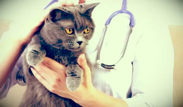 주의해야 할 7 가지 아픈 고양이 증상