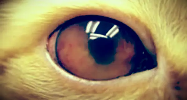 猫のブドウ膜炎