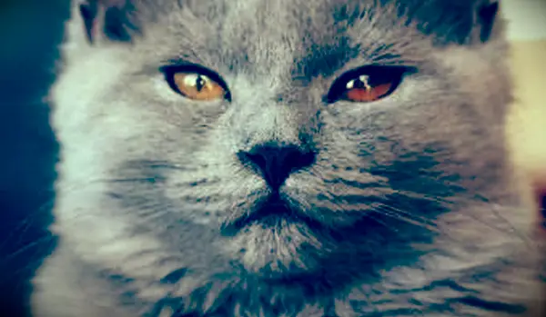 猫の目が色を変えるのはなぜですか？