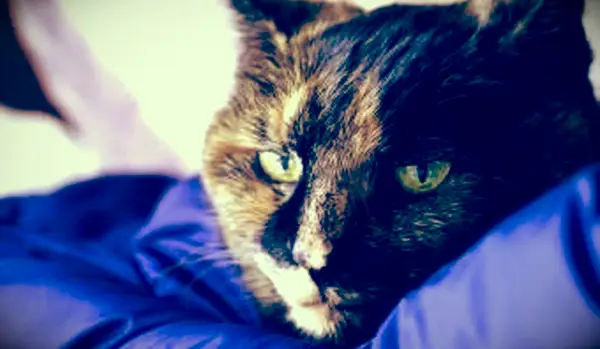 오래 아픈 Tortie 고양이