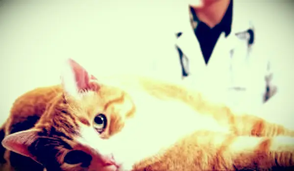 수의사 앞에 누워 고양이