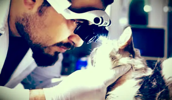 고양이 노인성 전정 증후군