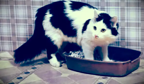 12 sintomi di infezione del tratto urinario felino