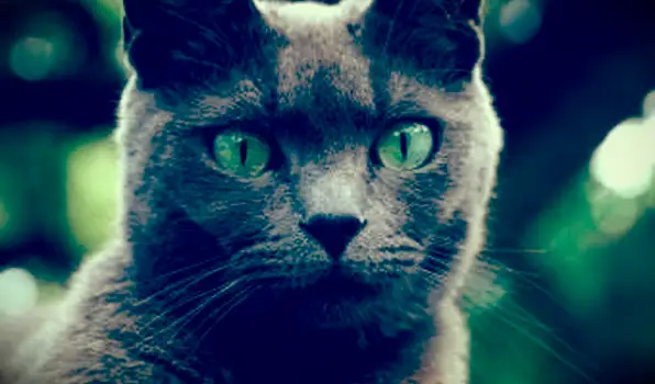 Ursachen und Behandlung von Katzenblindheit