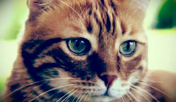 26 סיבות חתולים להקיא