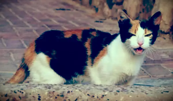 Reconozca estos 6 signos del comportamiento de calor de un gato