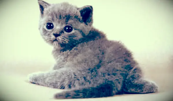 Lidando com um gatinho com um odor ruim