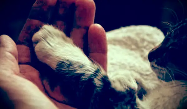 5 razões pelas quais seu gato pode ter uma pata inchada