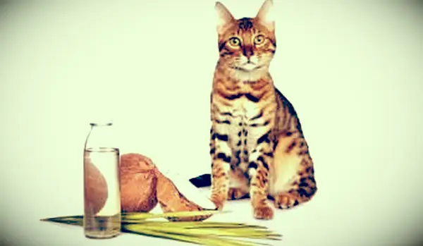 7 fantastici modi per usare l'olio di cocco per i gatti Cat