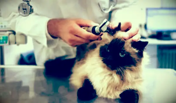 수의사 클리닉에서 고양이 귀 확인