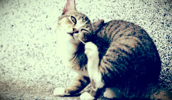 귀를 긁는 고양이