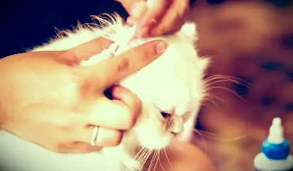 고양이 귀 진드기를위한 간단한 가정 요법