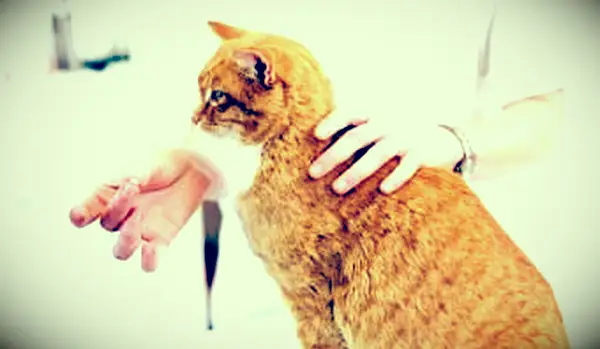 Como dar uma pílula a um gato