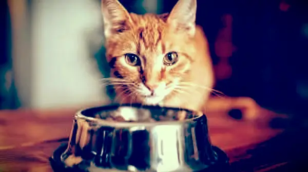 8 unwiderstehliche hausgemachte Katzenfutterrezepte