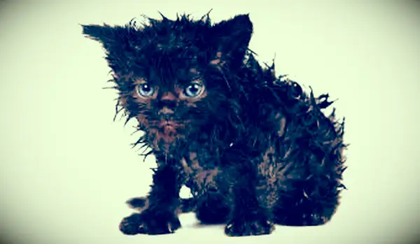 https://cf.ltkcdn.net/cats/images/slide/188160-850x566-wet-black-kitten.webp