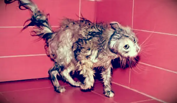 https://cf.ltkcdn.net/cats/images/slide/188161-850x566-wet-cat-shuffle.webp