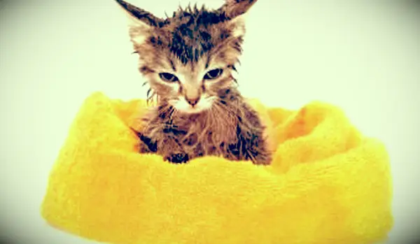 https://cf.ltkcdn.net/cats/images/slide/188162-850x566-soggy-kitten-after-bath.webp