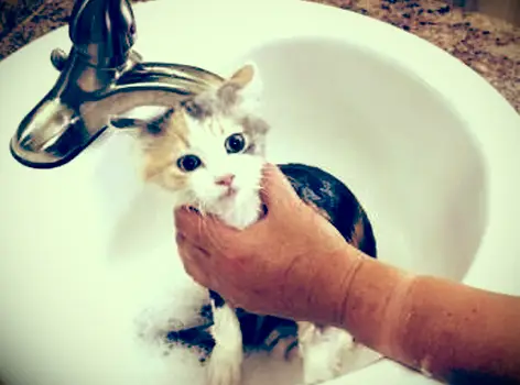 https://cf.ltkcdn.net/cats/images/slide/188163-850x720-kitten-bath.webp