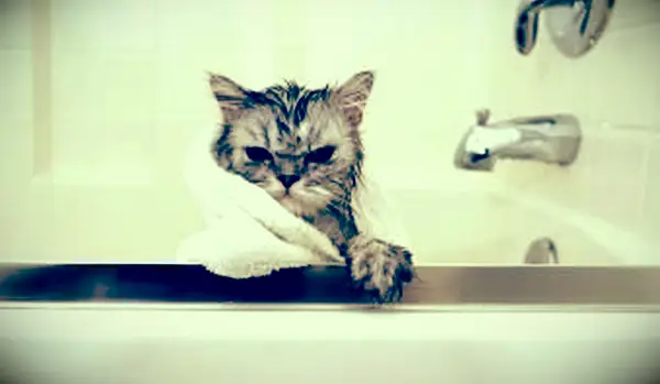 https://cf.ltkcdn.net/cats/images/slide/188165-850x566-Bathtime-Catitude.webp