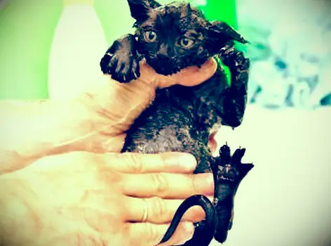 https://cf.ltkcdn.net/cats/images/slide/188152-850x720-bathing-cute-black-kitten.webp