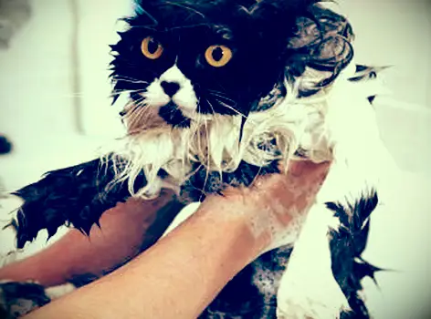 https://cf.ltkcdn.net/cats/images/slide/188156-850x720-bathing-black-and-white-cat.webp