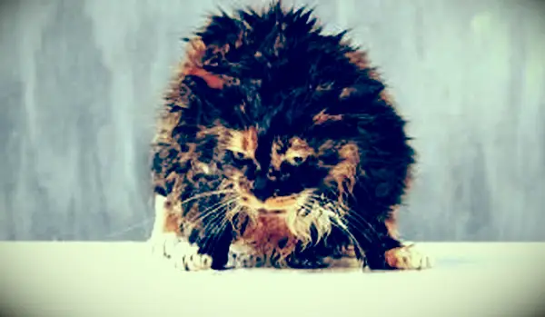 https://cf.ltkcdn.net/cats/images/slide/188157-850x566-wet-grumpy-cat.webp
