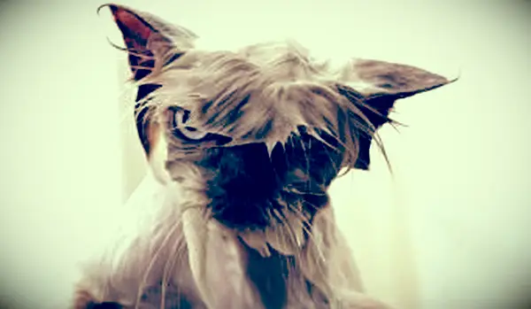 15 images les plus drôles de chats mouillés