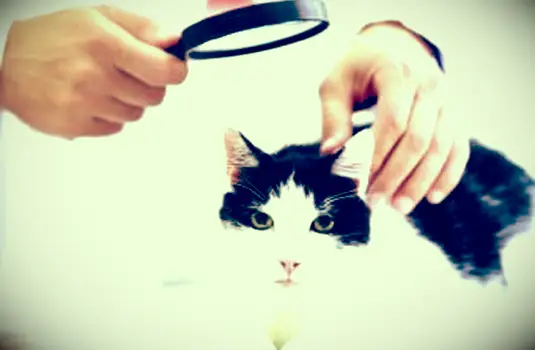 Problemas de pele de gato que você não deve ignorar