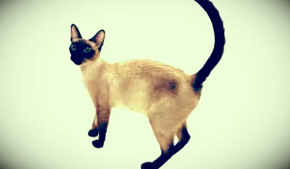 https://cf.ltkcdn.net/cats/images/slide/212040-850x567-Wedgie-Siamese.webp