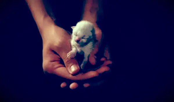 https://cf.ltkcdn.net/cats/images/slide/212042-850x567-newborn-siamese-kitten.webp