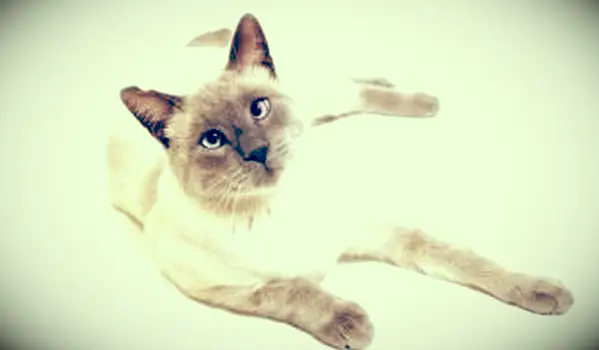 https://cf.ltkcdn.net/cats/images/slide/212047-850x567-Lilac-Point-Siamese-Cat.webp