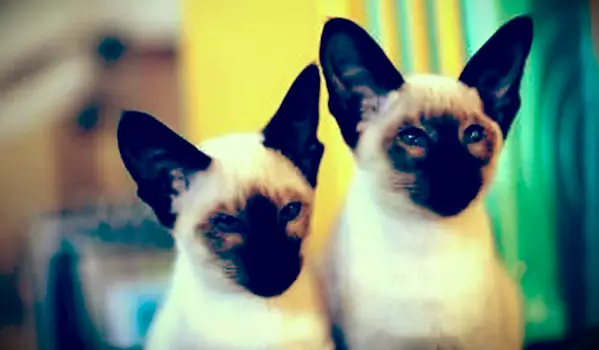8 tipos de gatos siameses