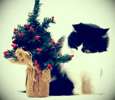 10 ריחות מפתיעים שחתולים שונאים