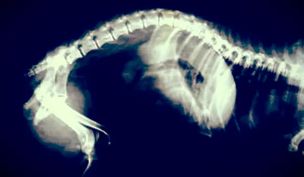 6 segni inconfondibili di gravidanza del gatto