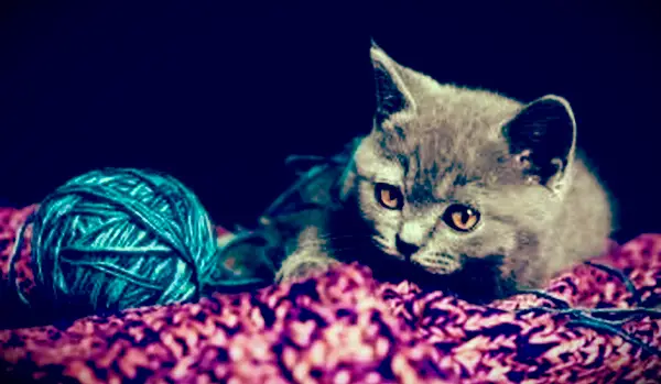 130 zarážajúcich mien sivých mačiek