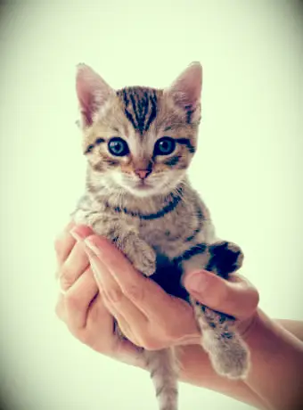 Umgang mit Ihrem Kätzchen oder Ihrer Katze