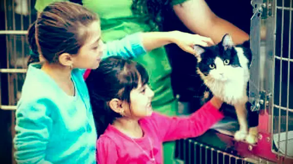 Kde sú najlepšie miesta na kúpu mačky?