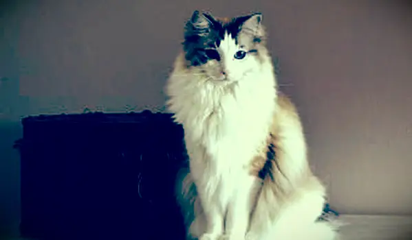 Inspirujące stowarzyszenia ratowania kotów Ragdoll