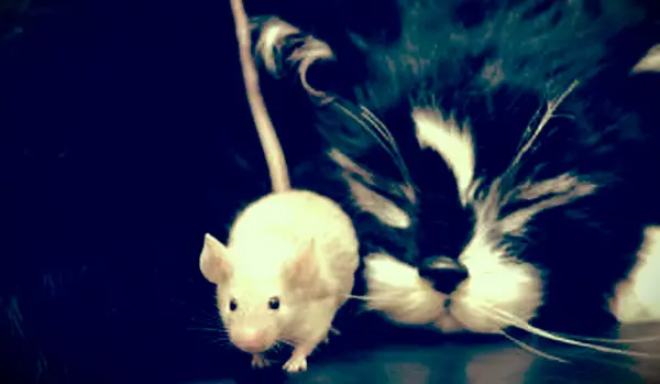 O que fazer quando seu gatinho traz um presente para casa