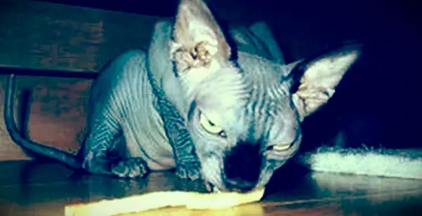 Roland, démonická mačka