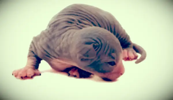 Najškaredšie mačky na svete