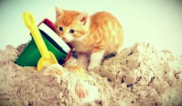 8 modi per tenere i gatti fuori dalla sandbox del cortileyard