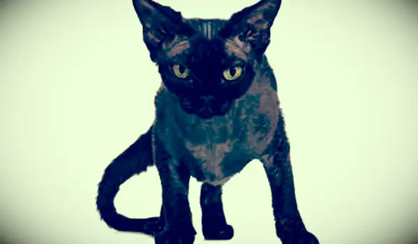 חתול שחור של דבון רקס