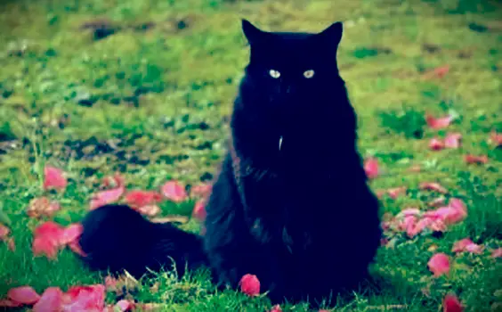 חתול מיין קון שחור