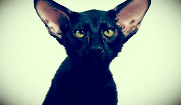 שיער קצר מזרחי חתול שחור