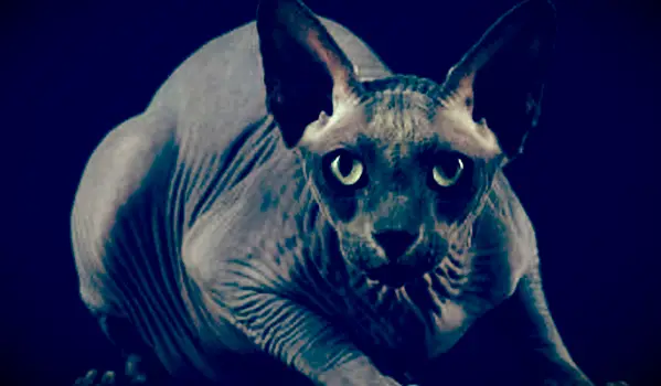 ספינקס חתול שחור